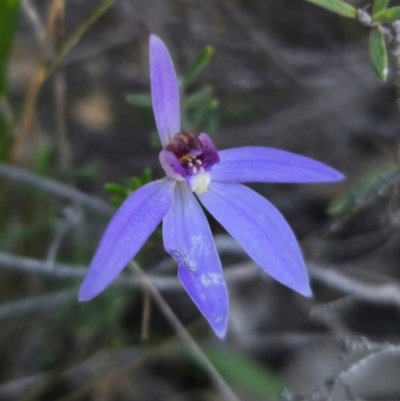 Cyanicula caerulea (Blue Fingers, Blue Fairies) at Parkes, NSW - 3 Sep 2024 by Csteele4