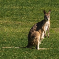 Macropus agilis (Agile Wallaby) at Horseshoe Bay, QLD - 16 Jul 2024 by Petesteamer