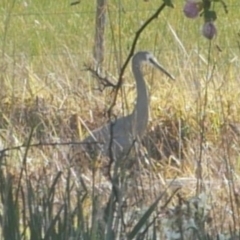 Egretta novaehollandiae (White-faced Heron) at Freshwater Creek, VIC - 11 Aug 2024 by WendyEM