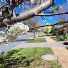 Pyrus sp. (An Ornamental Pear) at Watson, ACT - 26 Aug 2024 by abread111