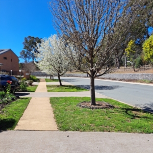 Pyrus sp. at Watson, ACT - 26 Aug 2024