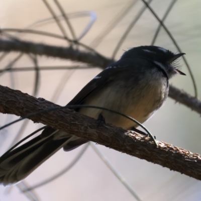 Rhipidura albiscapa (Grey Fantail) at Broulee, NSW - 2 Sep 2024 by jb2602