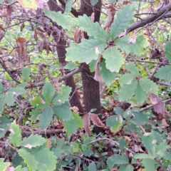 Quercus robur (English Oak) at Watson, ACT - 25 Aug 2024 by abread111