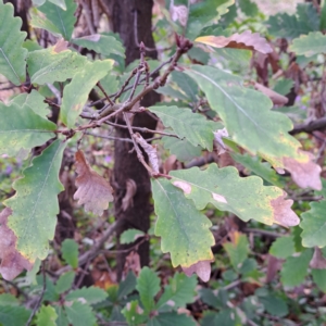 Quercus robur at Watson, ACT - 26 Aug 2024 09:34 AM