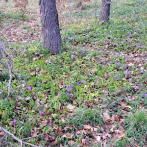 Vinca major at Watson, ACT - 26 Aug 2024 09:33 AM