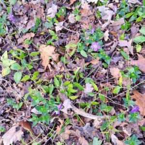 Vinca major at Watson, ACT - 26 Aug 2024 09:33 AM