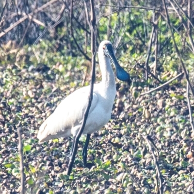 Platalea regia (Royal Spoonbill) at Casino, NSW - 8 Aug 2024 by Petesteamer