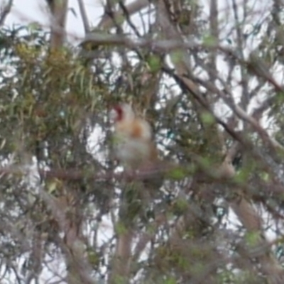 Carduelis carduelis (European Goldfinch) at Freshwater Creek, VIC - 25 Aug 2024 by WendyEM