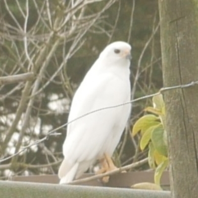 Tachyspiza novaehollandiae (Grey Goshawk) at Freshwater Creek, VIC - 8 Aug 2024 by WendyEM