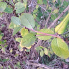 Cotoneaster glaucophyllus (Cotoneaster) at Watson, ACT - 26 Aug 2024 by abread111