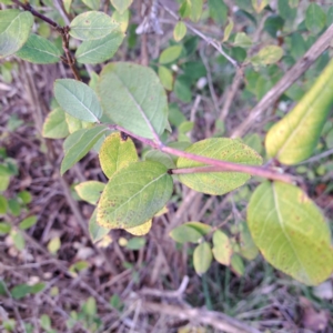 Cotoneaster glaucophyllus at Watson, ACT - 26 Aug 2024 09:30 AM