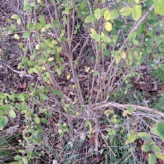 Cotoneaster glaucophyllus at Watson, ACT - 26 Aug 2024