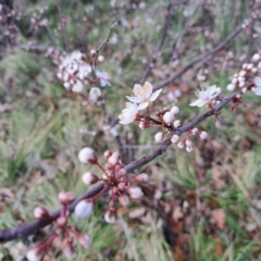 Prunus cerasifera (Cherry Plum) at Watson, ACT - 25 Aug 2024 by abread111