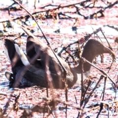 Gallinula tenebrosa (Dusky Moorhen) at Casino, NSW - 8 Aug 2024 by Petesteamer