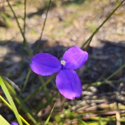 Patersonia sericea var. sericea (Silky Purple-flag) at Parkes, NSW - 3 Sep 2024 by Csteele4