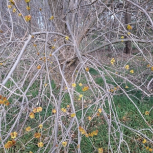 Ulmus procera at Watson, ACT - 26 Aug 2024 09:26 AM