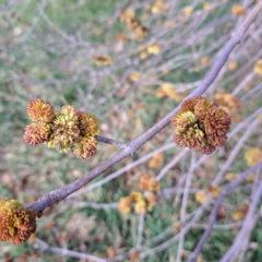 Ulmus procera at Watson, ACT - 26 Aug 2024