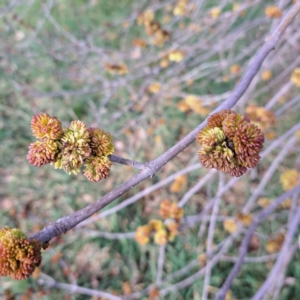 Ulmus procera at Watson, ACT - 26 Aug 2024