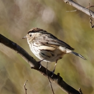 Pyrrholaemus sagittatus at Theodore, ACT - 3 Sep 2024