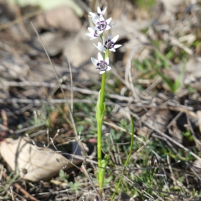 Wurmbea dioica subsp. dioica (Early Nancy) at Theodore, ACT - 2 Sep 2024 by RomanSoroka