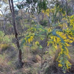 Acacia baileyana (Cootamundra Wattle, Golden Mimosa) at Hackett, ACT - 23 Aug 2024 by abread111