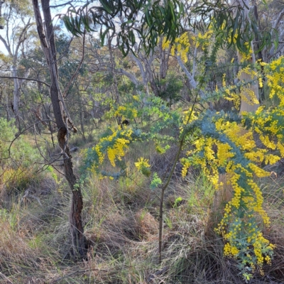 Acacia baileyana (Cootamundra Wattle, Golden Mimosa) at Hackett, ACT - 23 Aug 2024 by abread111