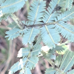 Acacia baileyana at Hackett, ACT - 23 Aug 2024 04:21 PM