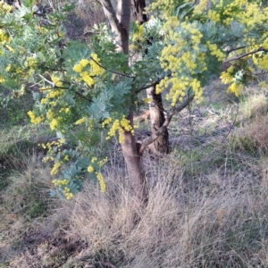 Acacia baileyana at Hackett, ACT - 23 Aug 2024 04:23 PM