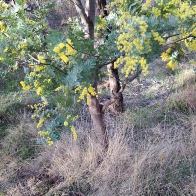 Acacia baileyana (Cootamundra Wattle, Golden Mimosa) at Hackett, ACT - 23 Aug 2024 by abread111