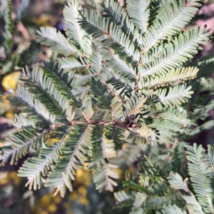 Acacia baileyana at Hackett, ACT - 23 Aug 2024 04:23 PM