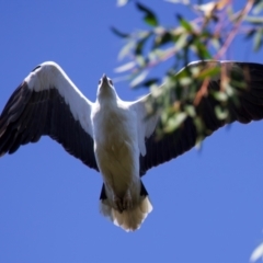 Haliaeetus leucogaster (White-bellied Sea-Eagle) at Malua Bay, NSW - 1 Sep 2024 by jb2602