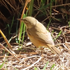 Acrocephalus australis (Australian Reed-Warbler) at Fyshwick, ACT - 3 Sep 2024 by RodDeb