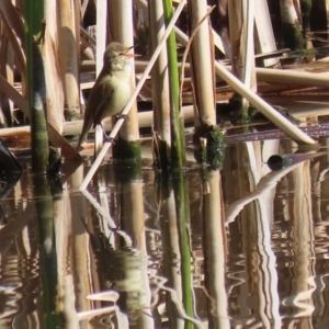 Acrocephalus australis at Fyshwick, ACT - 3 Sep 2024