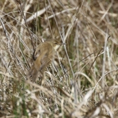 Acrocephalus australis at Fyshwick, ACT - 3 Sep 2024