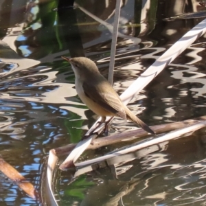 Acrocephalus australis at Fyshwick, ACT - 3 Sep 2024