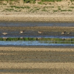 Calidris acuminata (Sharp-tailed Sandpiper) at Fyshwick, ACT - 3 Sep 2024 by RodDeb