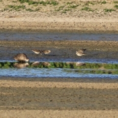 Calidris acuminata at Fyshwick, ACT - 3 Sep 2024