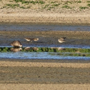 Calidris acuminata at Fyshwick, ACT - 3 Sep 2024