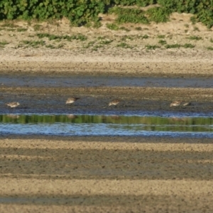 Calidris acuminata at Fyshwick, ACT - 3 Sep 2024