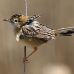 Cisticola exilis (Golden-headed Cisticola) at Fyshwick, ACT - 3 Sep 2024 by RodDeb