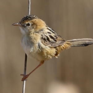 Cisticola exilis at Fyshwick, ACT - 3 Sep 2024 12:59 PM