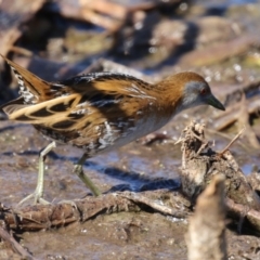 Zapornia pusilla at Fyshwick, ACT - 3 Sep 2024