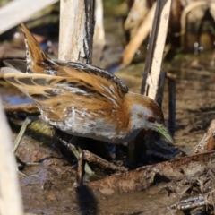 Zapornia pusilla at Fyshwick, ACT - 3 Sep 2024