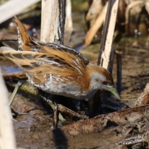 Zapornia pusilla at Fyshwick, ACT - 3 Sep 2024