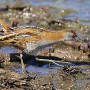 Zapornia pusilla at Fyshwick, ACT - 3 Sep 2024