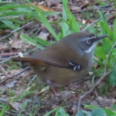 Sericornis frontalis (White-browed Scrubwren) at Narrabundah, ACT - 3 Sep 2024 by RobParnell