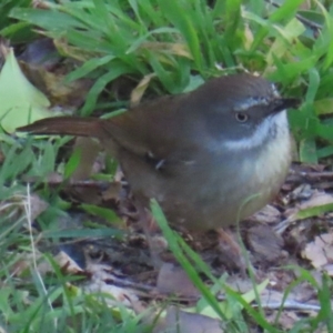 Sericornis frontalis at Narrabundah, ACT - 3 Sep 2024