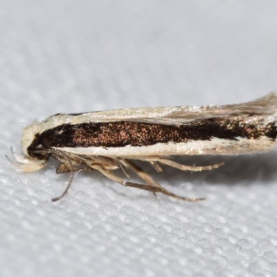 Macrenches clerica (Gelechiidae) at Jerrabomberra, NSW - 3 Sep 2024 by DianneClarke