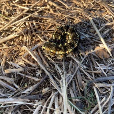 Apina callisto (Pasture Day Moth) at Watson, ACT - 3 Sep 2024 by waltraud