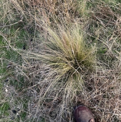 Nassella trichotoma (Serrated Tussock) at Watson, ACT - 3 Sep 2024 by waltraud